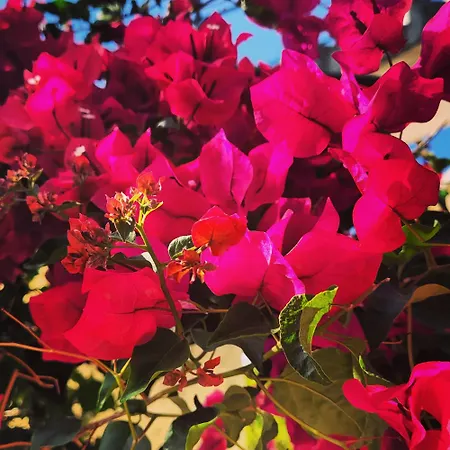 شقة فندقية Rodi Studios 3*