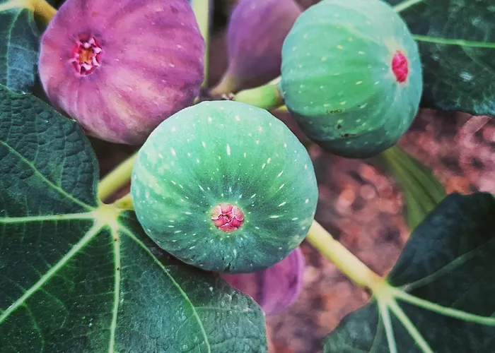 Aparthotel Rodi Studios 3*